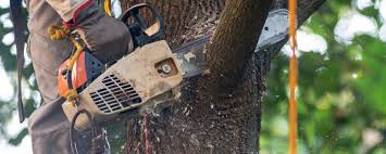 Best Tree Disease Treatment  in Elkins Rk, PA