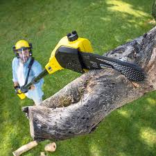 Best Tree Removal  in Elkins Rk, PA