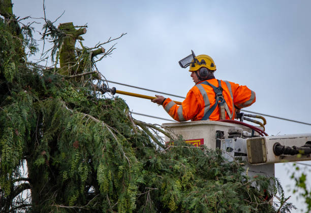 Best Tree Risk Assessment  in Elkins Rk, PA