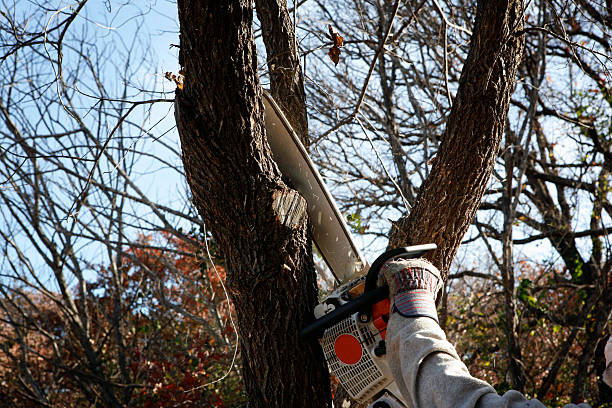 How Our Tree Care Process Works  in  Elkins Park, PA