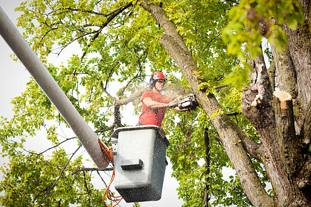 How Our Tree Care Process Works  in  Elkins Park, PA