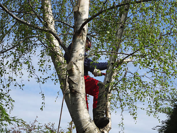 Reliable Elkins Park, PA Tree Care Solutions