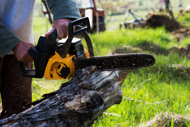 Best Soil Testing and Treatment  in Elkins Rk, PA