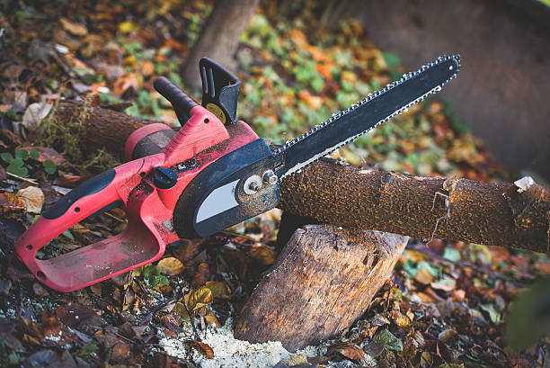 Trusted Elkins Park, PA Tree Care Experts