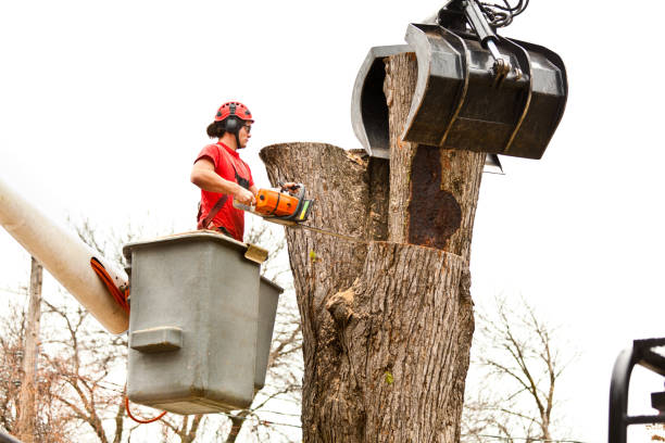 Best Tree Trimming and Pruning  in Elkins Rk, PA